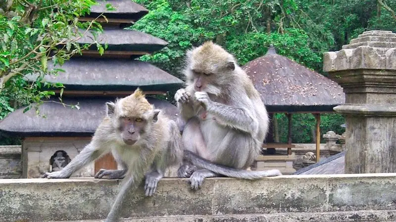 Peaceful view of macaques relaxing under trees in Alas Kedaton Monkey Forest, Bali