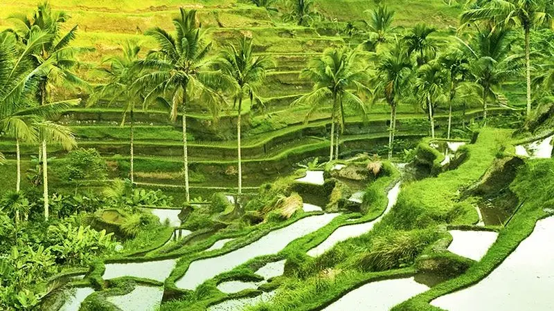 A panoramic view of the lush green Tegalalang Rice Terrace in Ubud, Bali during sunrise